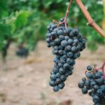From Dijon: Burgundy Villages and Wine Tasting Tour - Why This Tour Offers Great Value