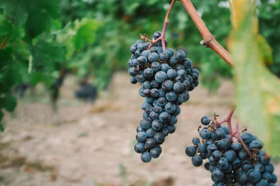 From Dijon: Burgundy Villages and Wine Tasting Tour - Why This Tour Offers Great Value