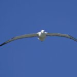 From Dunedin: City, Otago Peninsula & Albatross Guided Tour - Exploring Dunedin and Otago Peninsula: An Authentic Experience