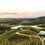 From Durres: Wine Tasting in Duka Winery - Who is This Tour Best For?