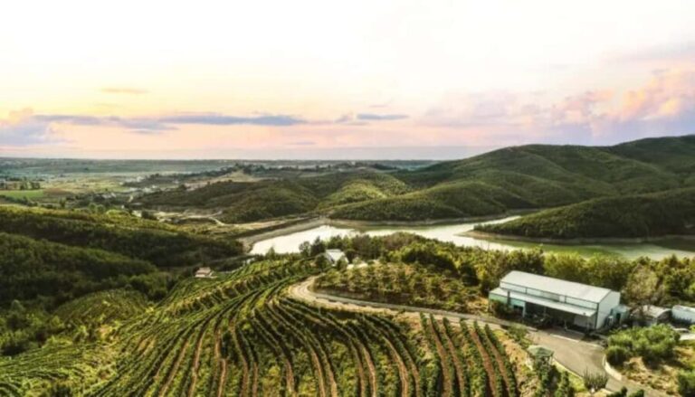 From Durres: Wine Tasting in Duka Winery - Who is This Tour Best For?