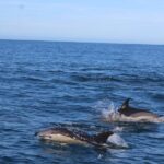 From Faro: Dolphin-Watching & Wildlife - What Travelers Say