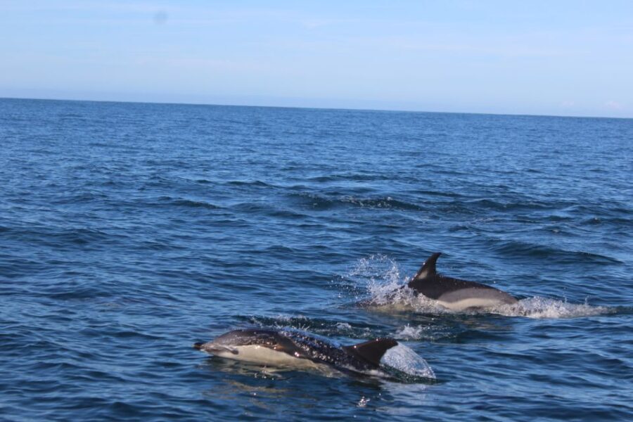 From Faro: Dolphin-Watching & Wildlife - What Travelers Say