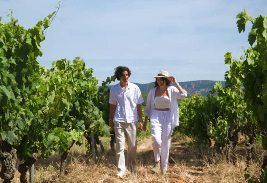 From Fréjus: Van tour to the heart of the Provençal vineyards - The Value of the Experience