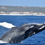 From Fremantle: 2-Hour Luxury Whale-Watching Cruise - Who Is This Tour Best For?