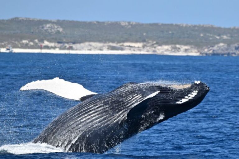 From Fremantle: 2-Hour Luxury Whale-Watching Cruise - Who Is This Tour Best For?