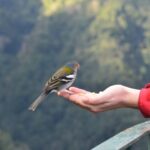 From Funchal: East Tour Madeira 4x4 Jipe Tour Santana Houses - The Value of This Tour