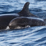 From Funchal: Whales and Dolphin Adventure Tour - A Deep Dive into the Whales and Dolphins Tour from Funchal