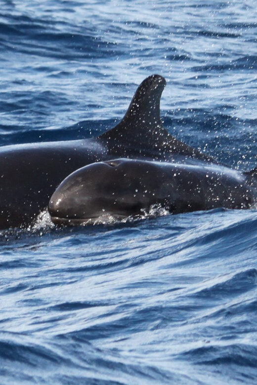 From Funchal: Whales and Dolphin Adventure Tour - A Deep Dive into the Whales and Dolphins Tour from Funchal