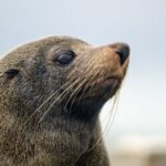 From Goolwa: Murray Mouth Cruise - Exploring the Murray Mouth Cruise in Detail