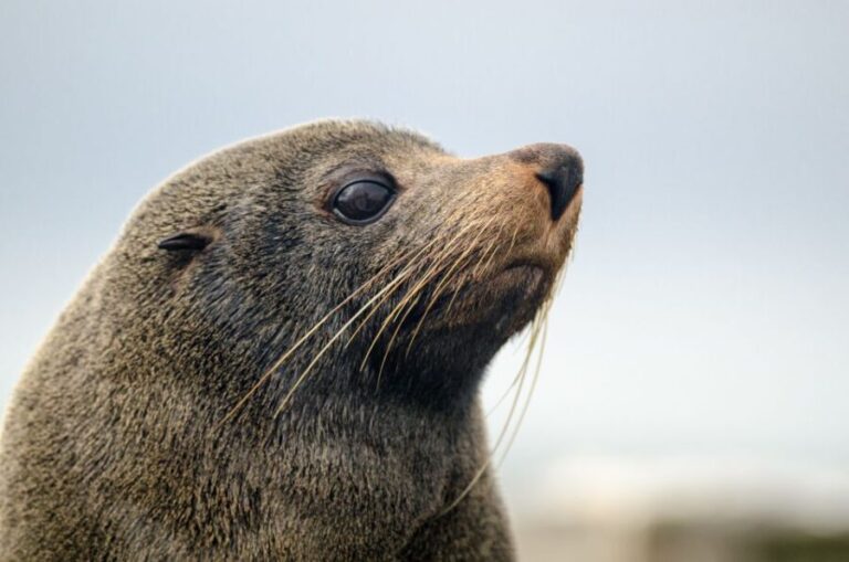 From Goolwa: Murray Mouth Cruise - Exploring the Murray Mouth Cruise in Detail