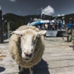 From Havelock: Marlborough Sounds Mail Boat Full-Day Cruise - Final Thoughts