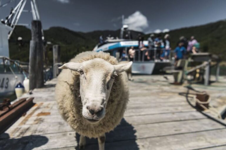 From Havelock: Marlborough Sounds Mail Boat Full-Day Cruise - Final Thoughts