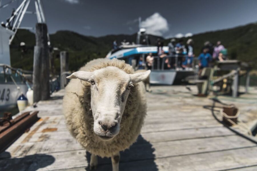 From Havelock: Marlborough Sounds Mail Boat Full-Day Cruise - Final Thoughts