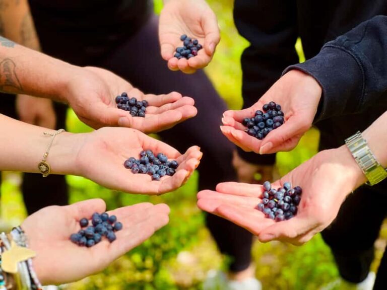 From Helsinki: Enchanting Afternoon in Nuuksio National Park - A Detailed Look at the Nuuksio National Park Tour