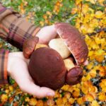 From Helsinki: Mushroom Hunting Tour in a National Park - The Itinerary in Detail