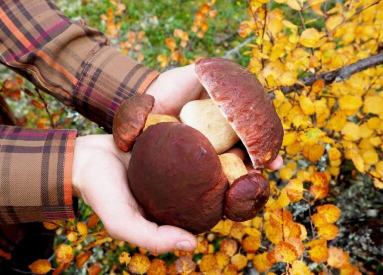 From Helsinki: Mushroom Hunting Tour in a National Park - The Itinerary in Detail