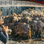 From Hobart/Adventure Bay: Bruny Island Wilderness Cruise - Who Will Enjoy This Tour?