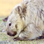 From Hobart: Day Tour to Maria Island with Bus Connection - Why This Tour Offers Great Value