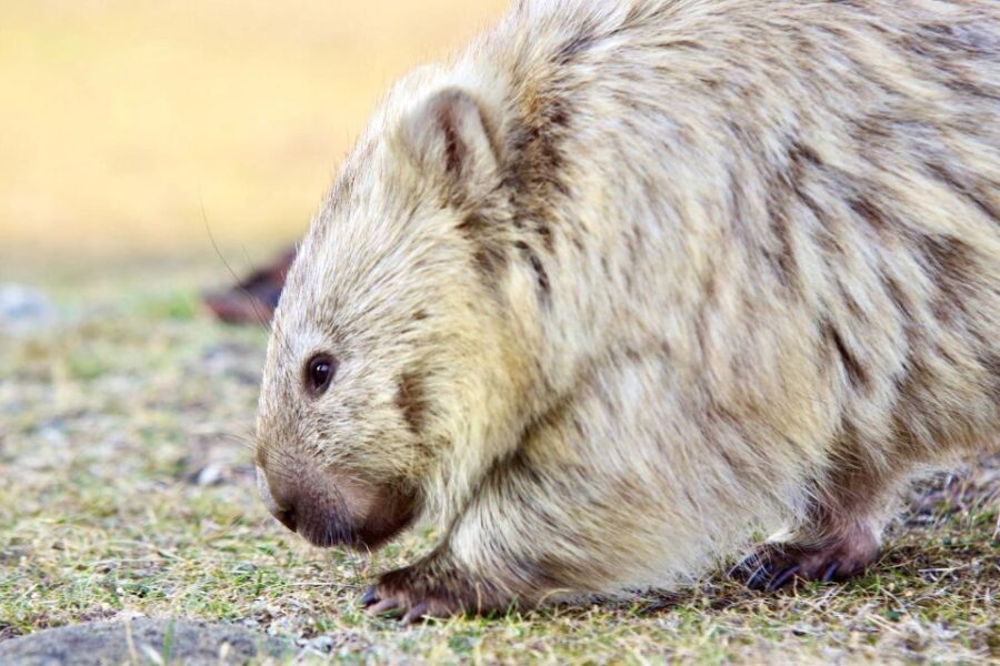 From Hobart: Day Tour to Maria Island with Bus Connection - Why This Tour Offers Great Value