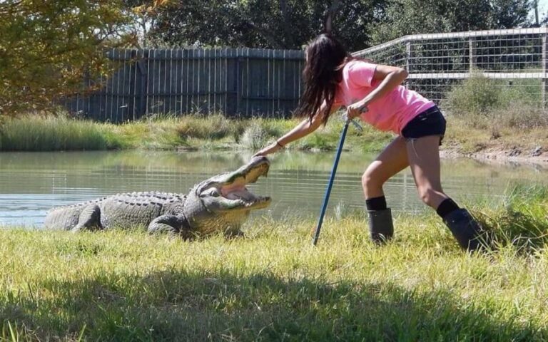 From Houston: Crocodile Encounter Entry Ticket - FAQ