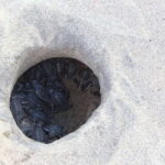 From Huatulco: Turtle Release & Bioluminescent Plankton - What We Think: Pros and Cons