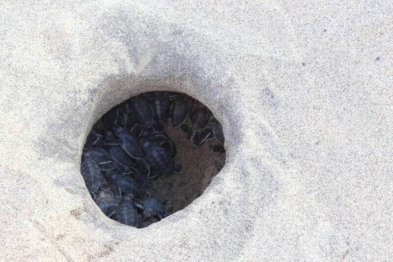 From Huatulco: Turtle Release & Bioluminescent Plankton - What We Think: Pros and Cons
