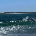 From Inverness: Black Isle Tour with Dolphin Spotting - What Travelers Can Expect