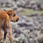 From Jackson: Grand Teton Wildlife & Scenery Tour with Lunch - An In-Depth Look at the Experience