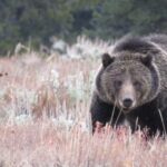 From Jackson Hole: Grand Teton National Park Sunrise Tour - FAQ
