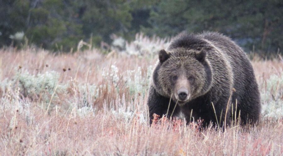 From Jackson Hole: Grand Teton National Park Sunrise Tour - FAQ