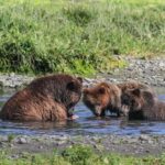 From Juneau: Pack Creek Bear Viewing Adventure - The Sum Up