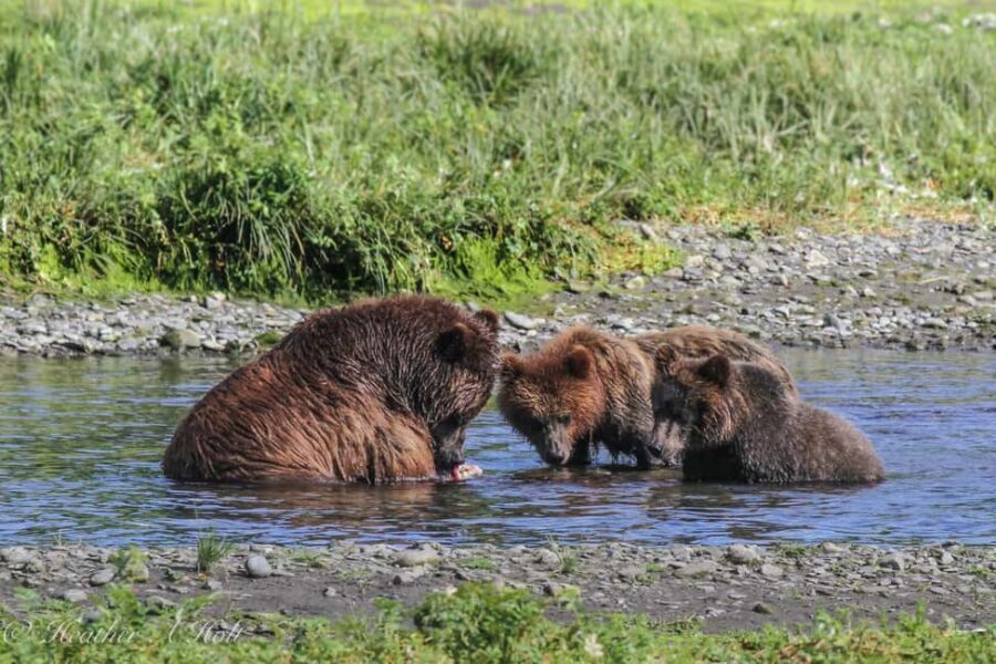 From Juneau: Pack Creek Bear Viewing Adventure - The Sum Up