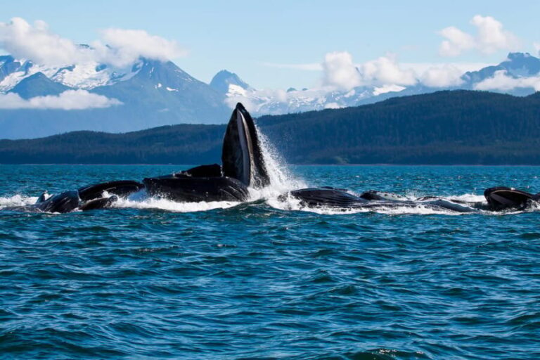 From Juneau: Whale Watching Cruise with Snacks - Who Will Love This Tour?