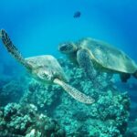 From Kaanapali: Afternoon West Maui Snorkeling w/ Drinks - The Itinerary: What You Can Expect