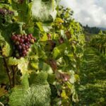 From Kavala: Philippi, Lydia's Baptisma Site & Wine Tour - What the Tour Offers in Value