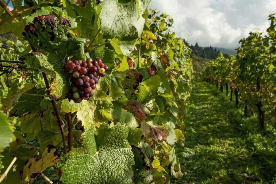From Kavala: Philippi, Lydia's Baptisma Site & Wine Tour - What the Tour Offers in Value