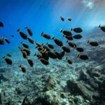 From Kihei: Molokini Crater and Turtle Town Snorkeling - The Travel Experience: What You Can Expect