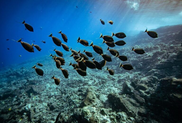 From Kihei: Molokini Crater and Turtle Town Snorkeling - The Travel Experience: What You Can Expect