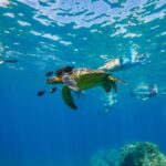 From Kihei: Molokini Snorkel 2-Hour Adventure - The Marine Life and Snorkeling