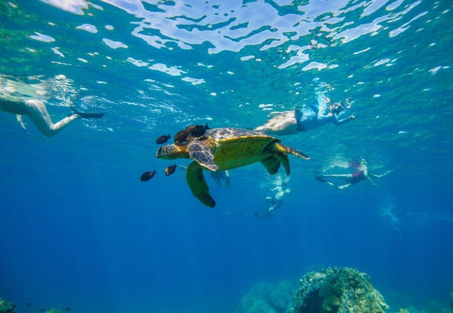 From Kihei: Molokini Snorkel 2-Hour Adventure - The Marine Life and Snorkeling