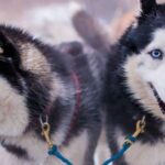 From Krakow: Dogsled Ride in Tatra Mountain - The Scenic and Cultural Appeal