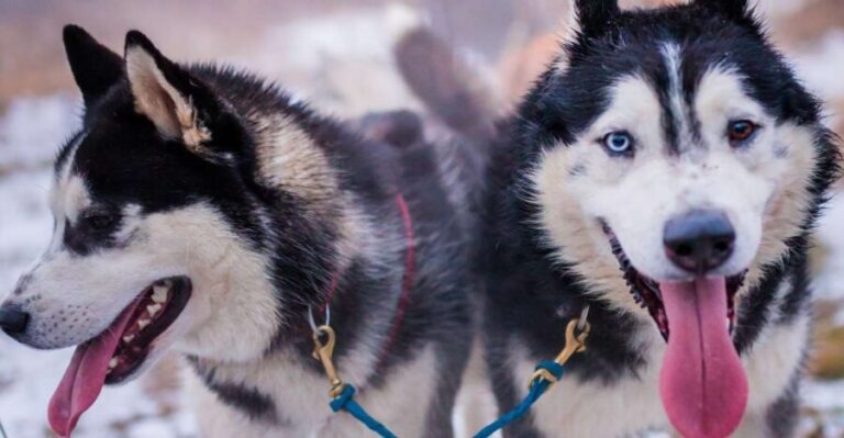 From Krakow: Dogsled Ride in Tatra Mountain - The Scenic and Cultural Appeal