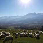 From Krakow: Dunajec River Rafting and Zakopane Town Tour - Authentic Moments and Why They Matter