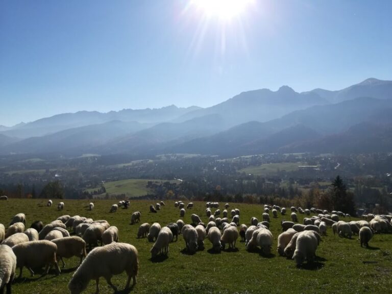 From Krakow: Dunajec River Rafting and Zakopane Town Tour - Authentic Moments and Why They Matter