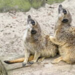 From Krakow: Zoo Trip with Private Luxury Transfer - The Sum Up