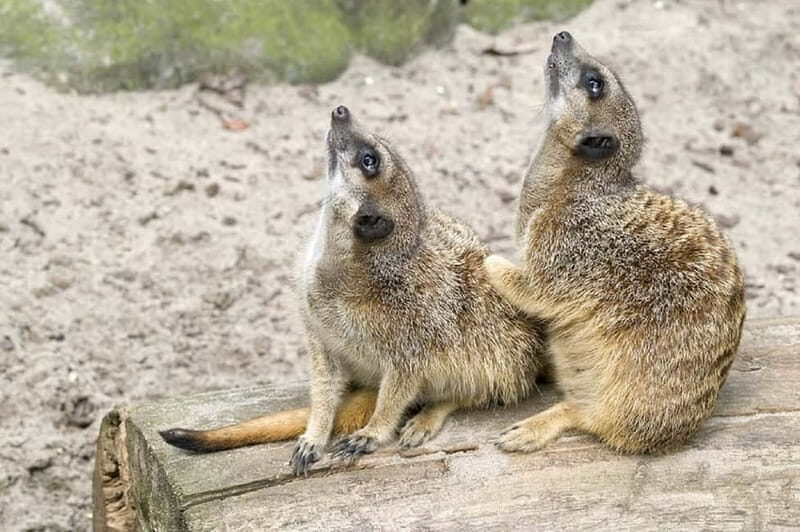 From Krakow: Zoo Trip with Private Luxury Transfer - The Sum Up