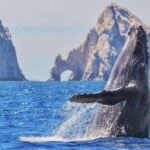 From La Paz: Puerto Chale Gray Whale Watching Tour - FAQ