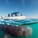 From La Paz: Whale Sharks, Sea Lions & Balandra Beach Combo - Who Should Consider This Tour?