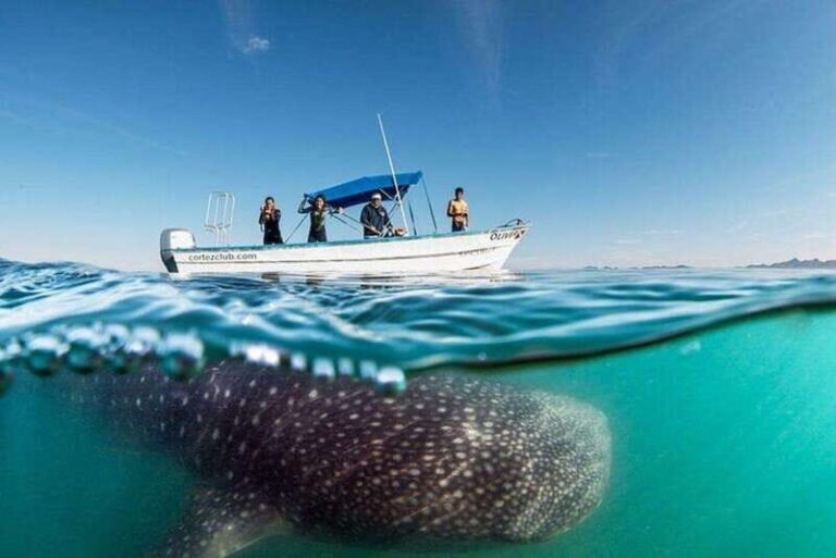 From La Paz: Whale Sharks, Sea Lions & Balandra Beach Combo - Who Should Consider This Tour?